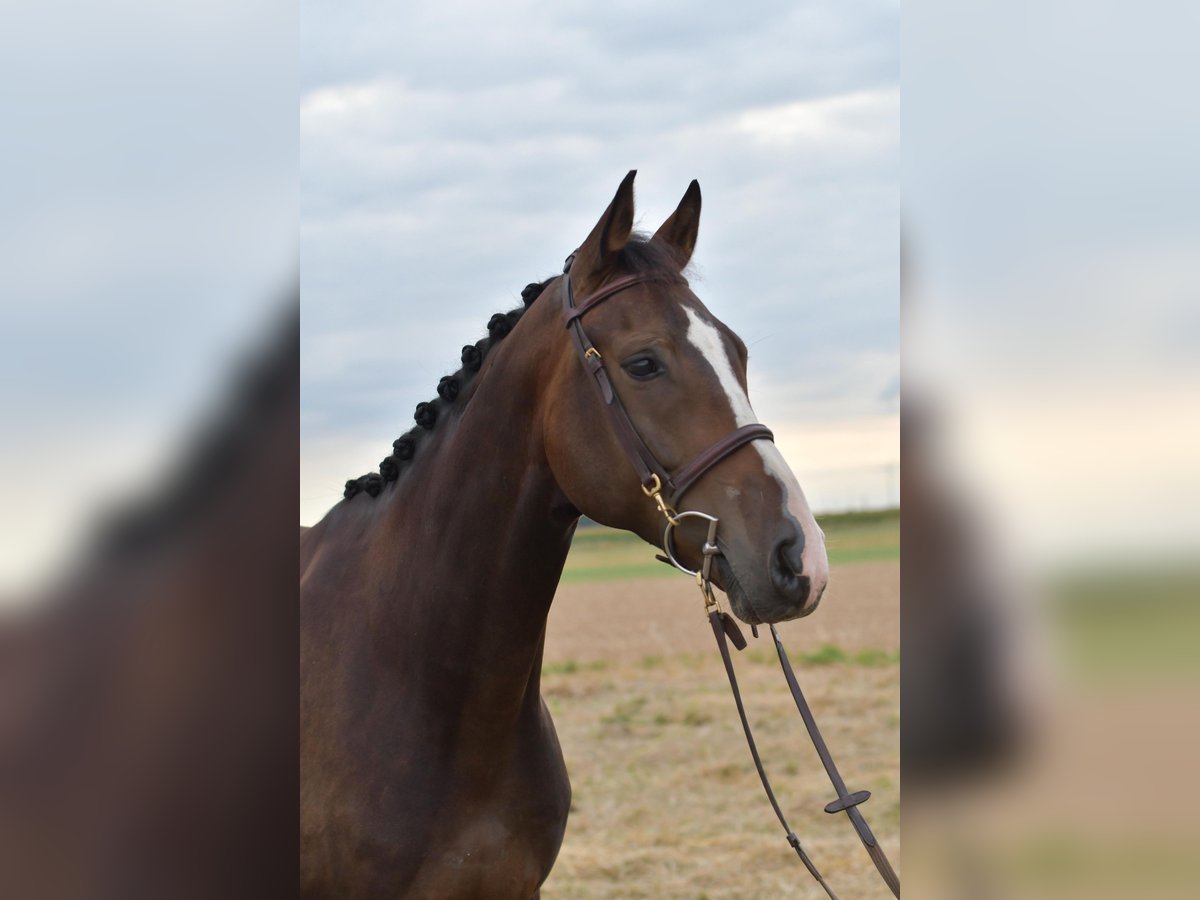 Baden Württemberger Wallach 5 Jahre 165 cm in Geilenkirchen