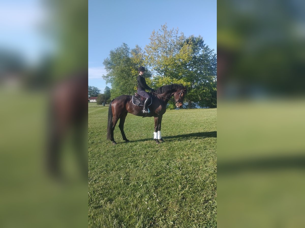Baden Württemberger Wallach 5 Jahre 178 cm Dunkelbrauner in Gro&#xDF;heide Berumerfehn