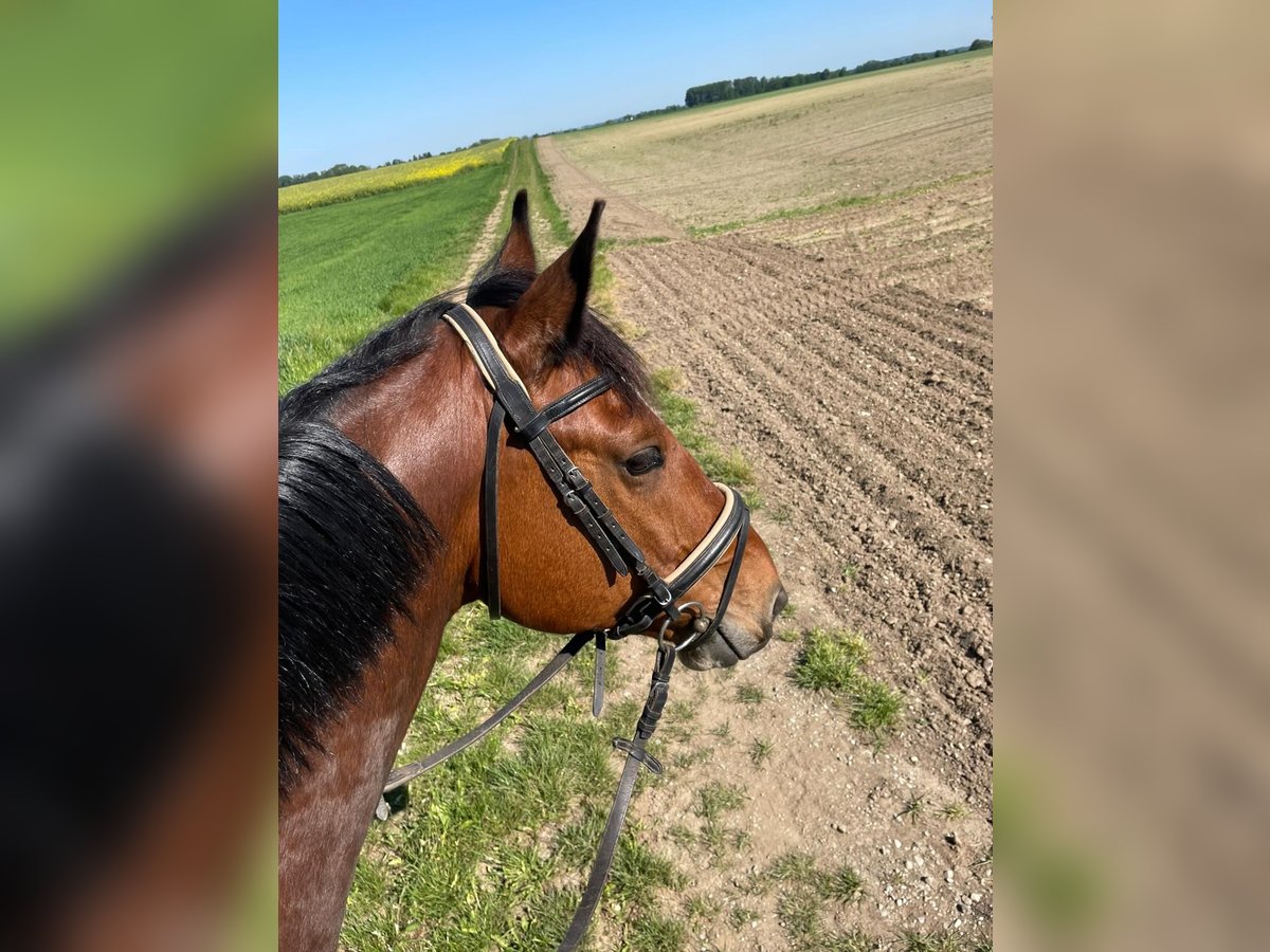Baden Württemberger Wallach 8 Jahre 168 cm Brauner in Oberding