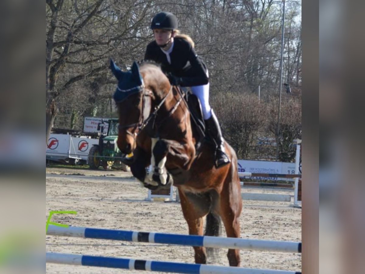 Baden Württemberger Wallach 8 Jahre 175 cm Brauner in Muggensturm