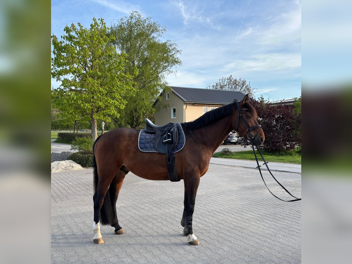 Baden-Wurtemberger Caballo castrado 10 años 165 cm Castaño in Schwäbisch Hall