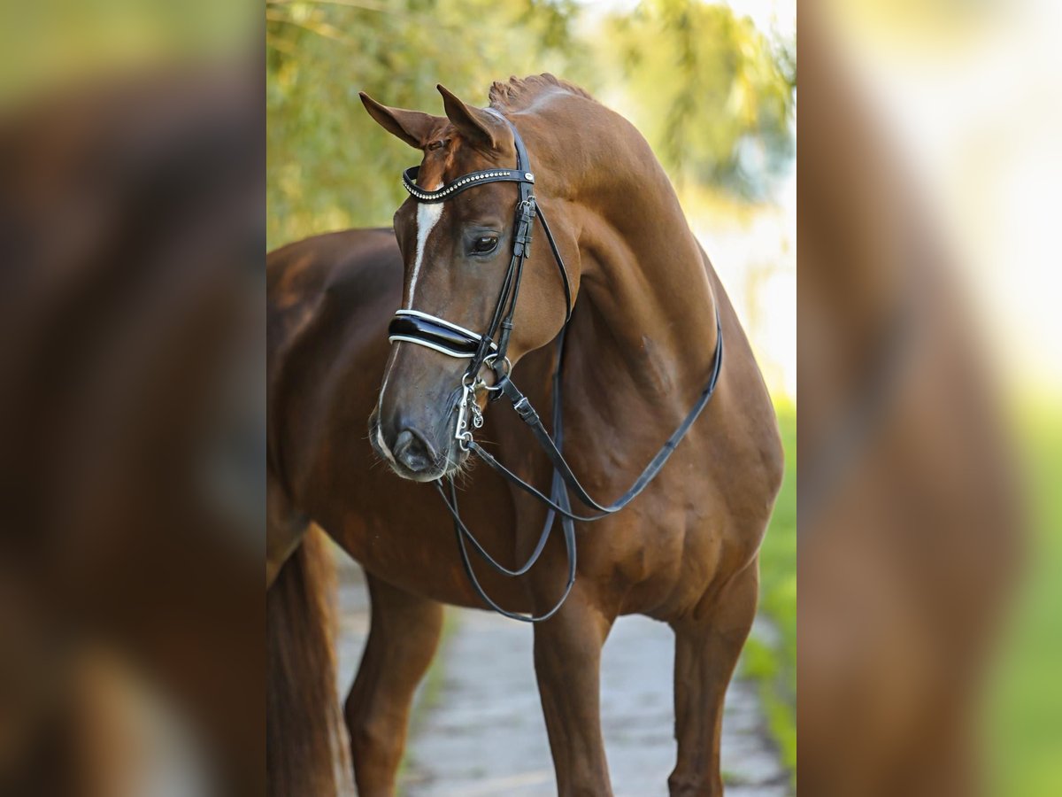 Baden-Wurtemberger Caballo castrado 10 años 171 cm Alazán in Oostwoud