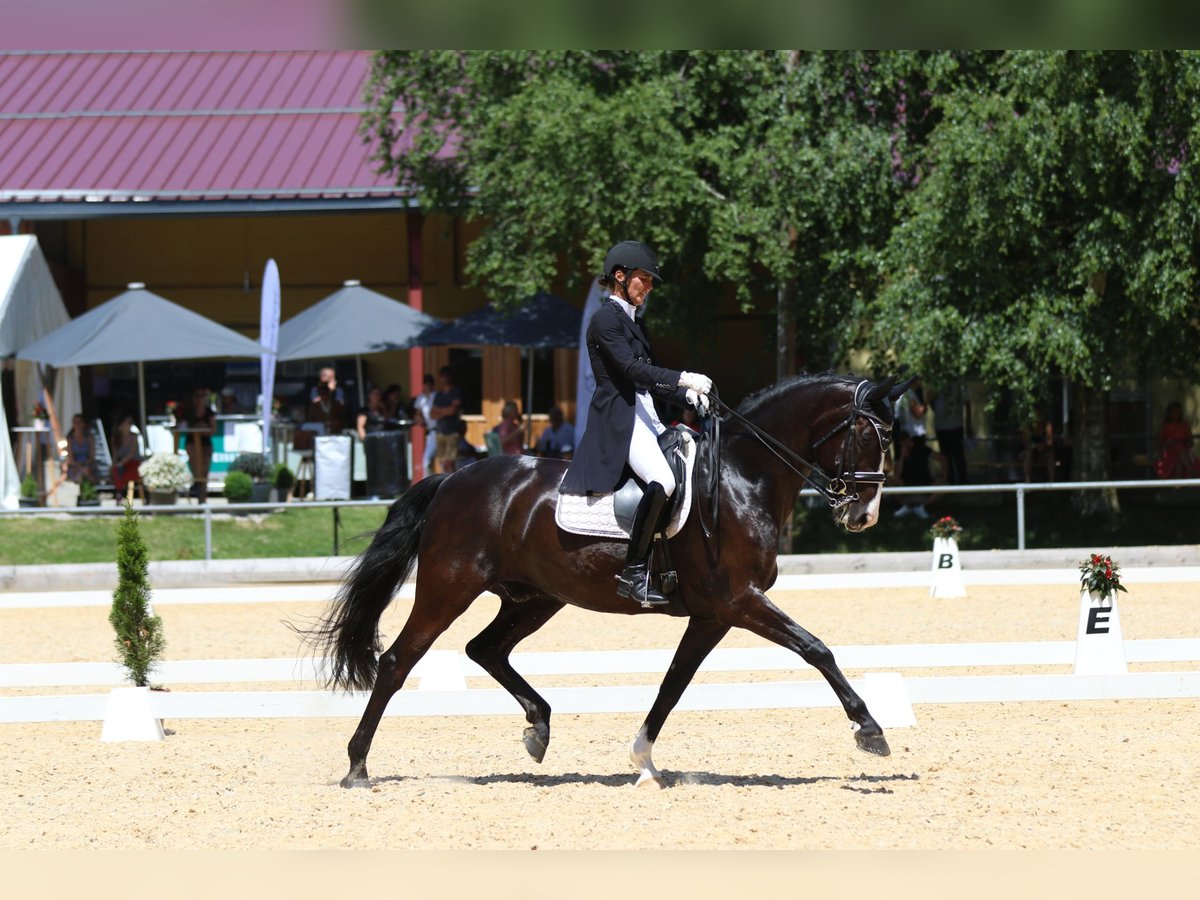 Baden-Wurtemberger Caballo castrado 12 años 169 cm Negro in Teisendorf