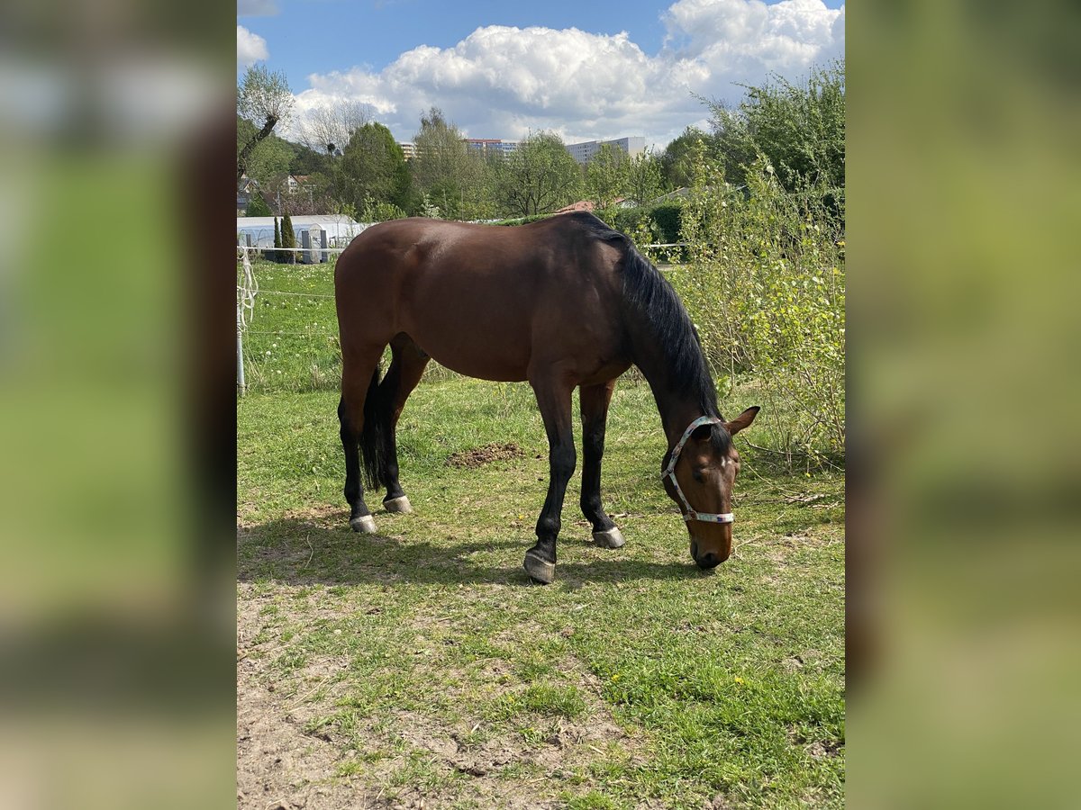 Baden-Wurtemberger Caballo castrado 16 años 170 cm Castaño in Jena