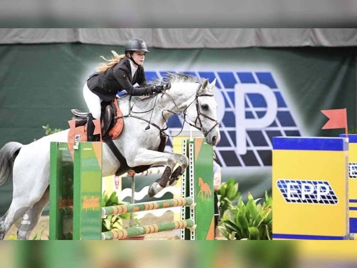 Baden-Wurtemberger Caballo castrado 18 años Tordo in Ebreichsdorf