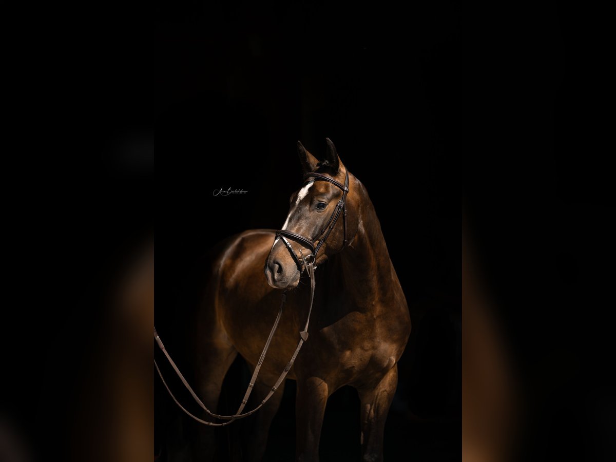 Baden-Wurtemberger Caballo castrado 4 años 165 cm Castaño oscuro in Wangen im Allg&#xE4;u