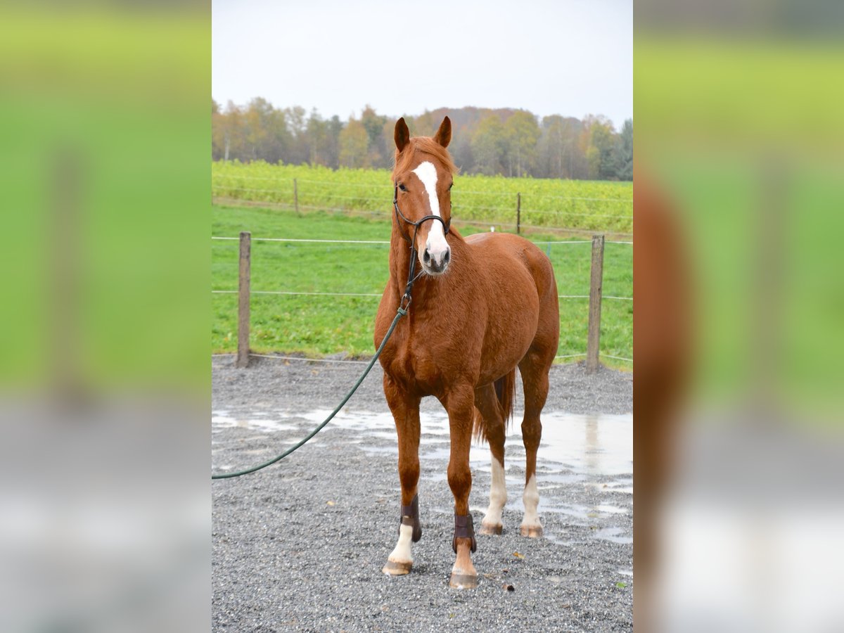 Baden-Wurtemberger Caballo castrado 4 años 170 cm Alazán in Unterseen