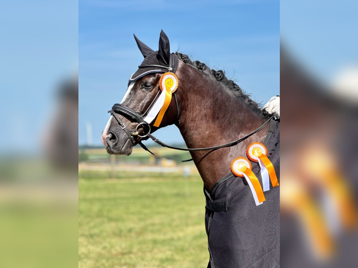 Baden-Wurtemberger Caballo castrado 7 años 172 cm Negro in Tannhausen