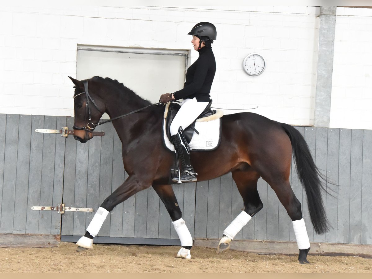 Baden-Wurtemberger Caballo castrado 8 años 167 cm Castaño oscuro in Tiddische