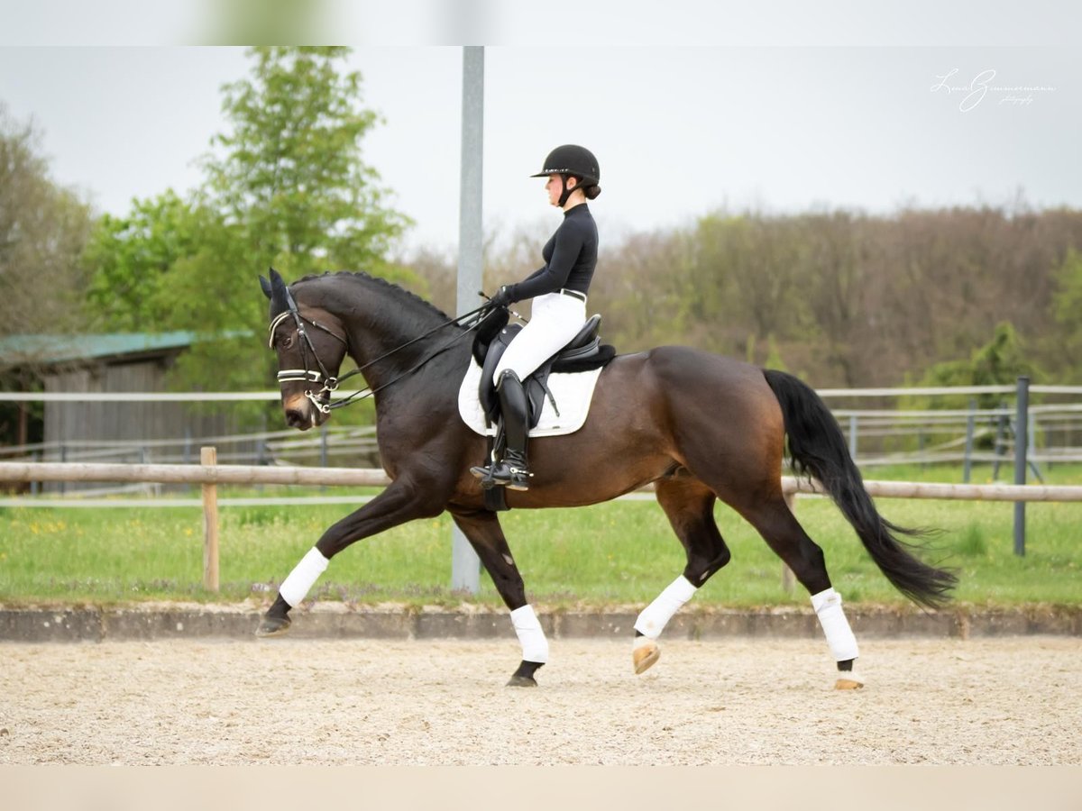 Baden-Wurtemberger Caballo castrado 9 años 171 cm Castaño oscuro in Kandern
