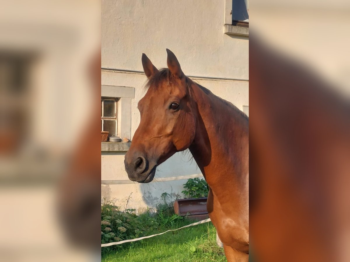 Baden-Wurtemberger Yegua 16 años 165 cm Castaño in Abtsgmünd