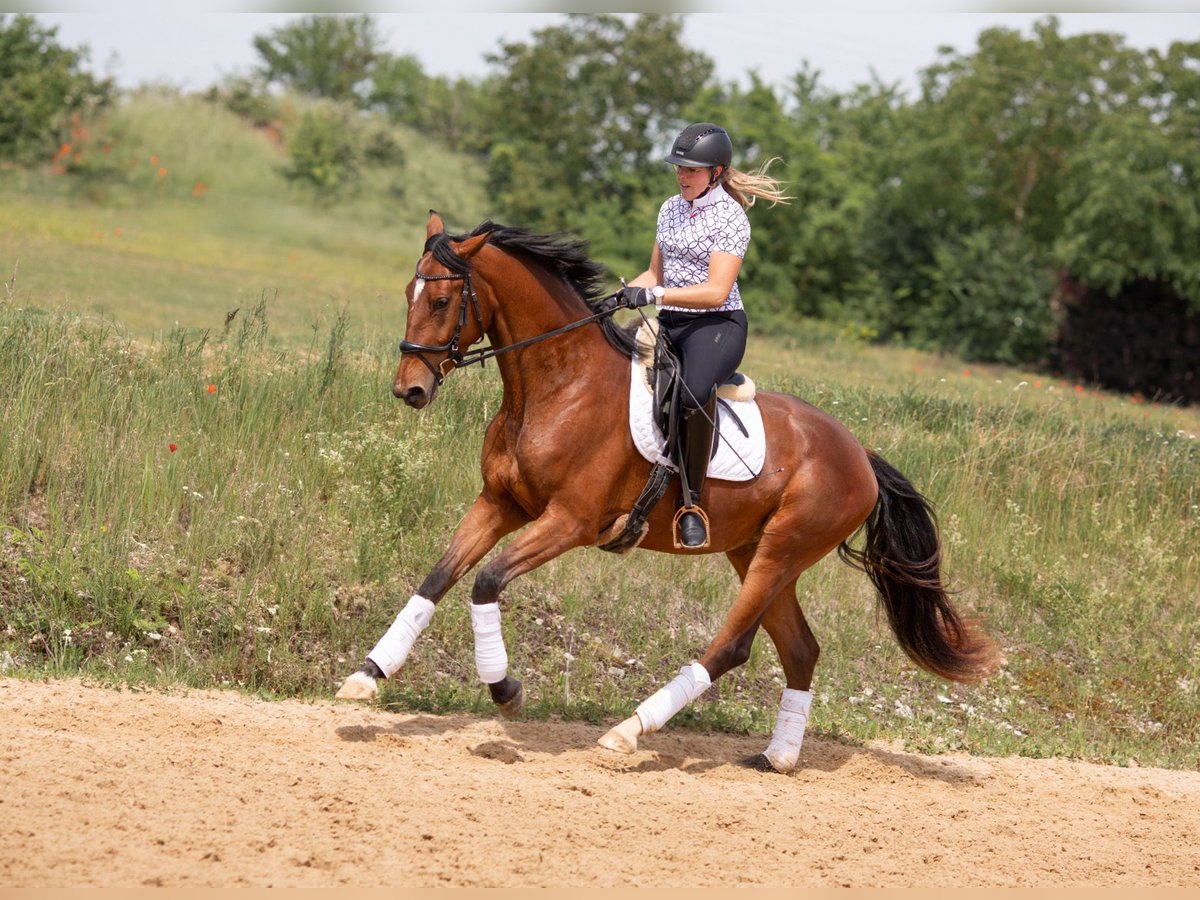 Baden-Wurtemberger Yegua 3 años 170 cm Castaño in Kirchheim am Ries