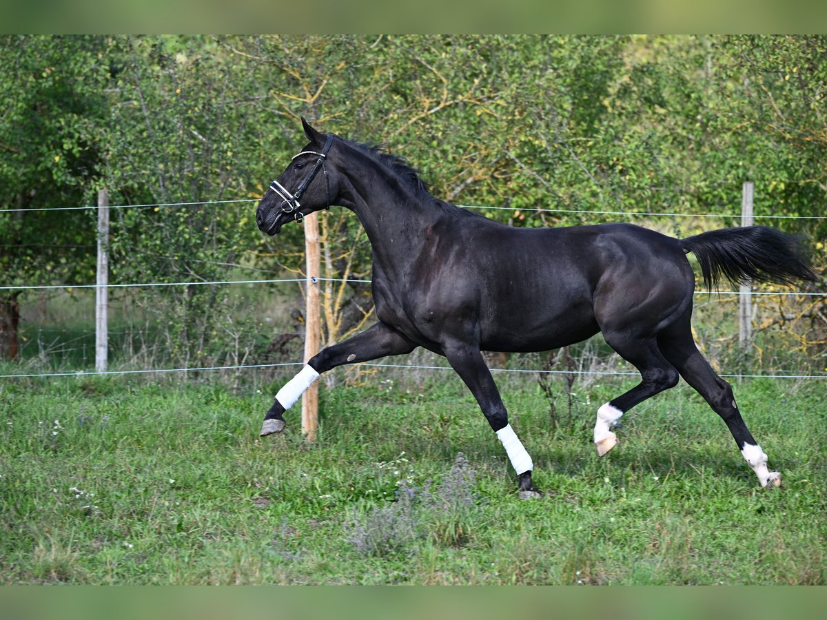 Baden-Wurtemberger Yegua 3 años 170 cm Negro in W&#xFC;rzburg