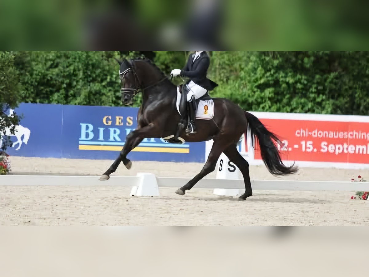 Baden-Wurtemberger Yegua 5 años 163 cm in Griesheim