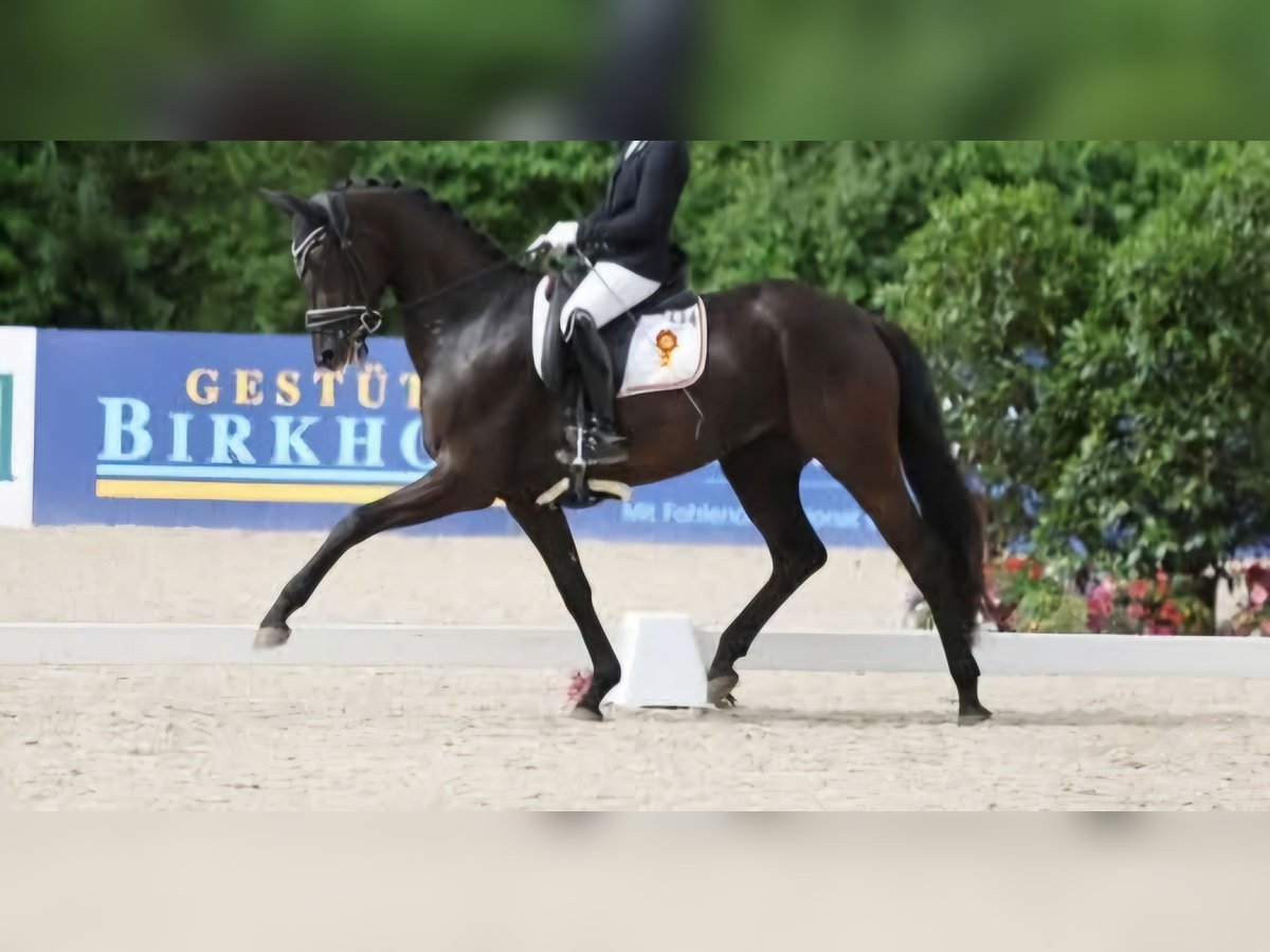 Baden-Wurtemberger Yegua 5 años 165 cm in Griesheim