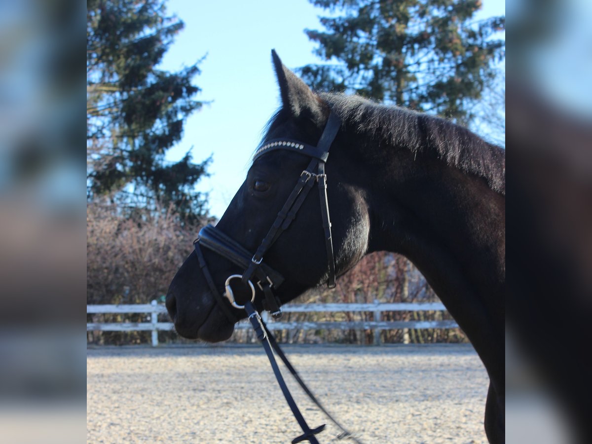 Baden-Wurtemberger Yegua 5 años 166 cm Negro in Neuburg-Edelstetten