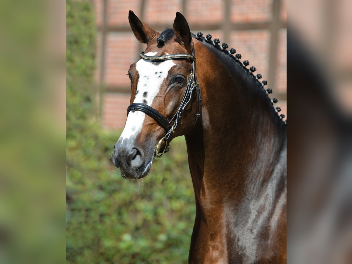 BALOU DU ROUET Oldenburger Hengst Bruin in Steinfeld (Oldenburg)