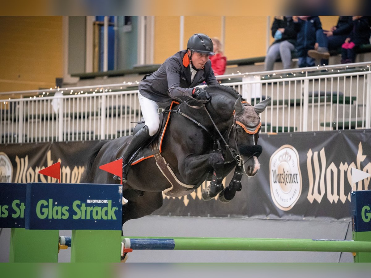 BALOUTAIRE PS Oldenburger Springpferd Hengst Rappe in Steinfeld (Oldenburg)