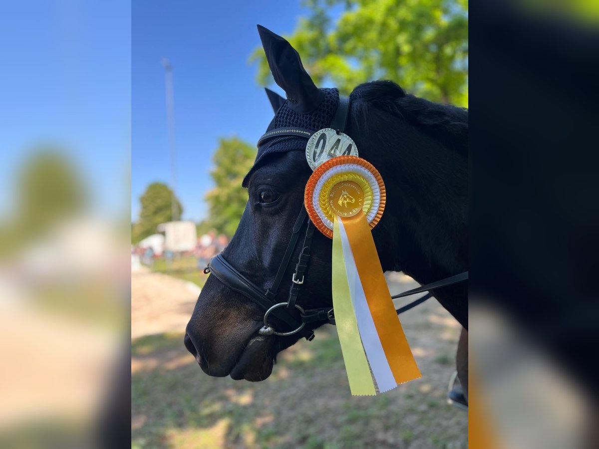 Bardigiano Caballo castrado 5 años 143 cm Negro in Rümmingen