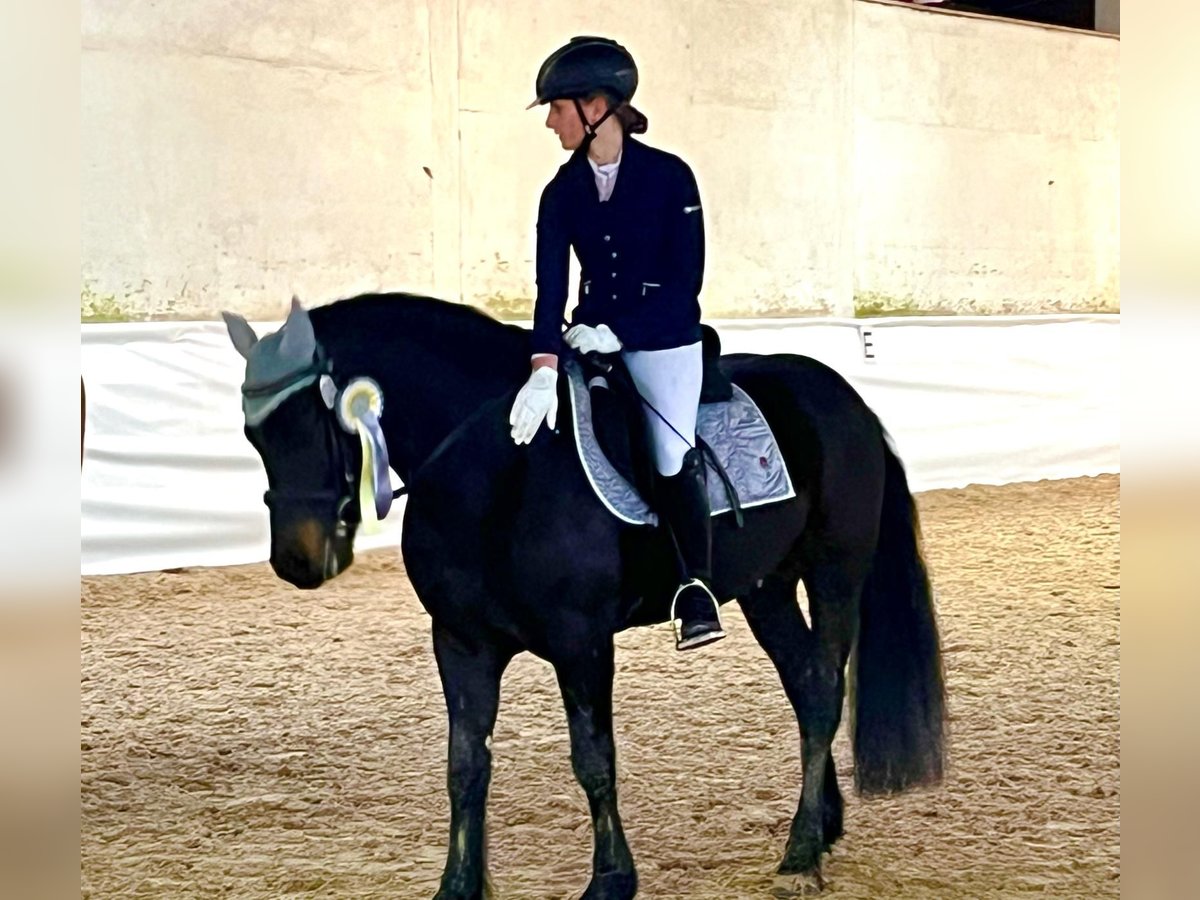 Bardigiano Caballo castrado 6 años 143 cm Negro in Rümmingen