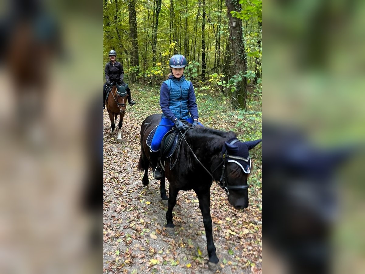 Bardigiano Caballo castrado 6 años 143 cm Negro in Rümmingen