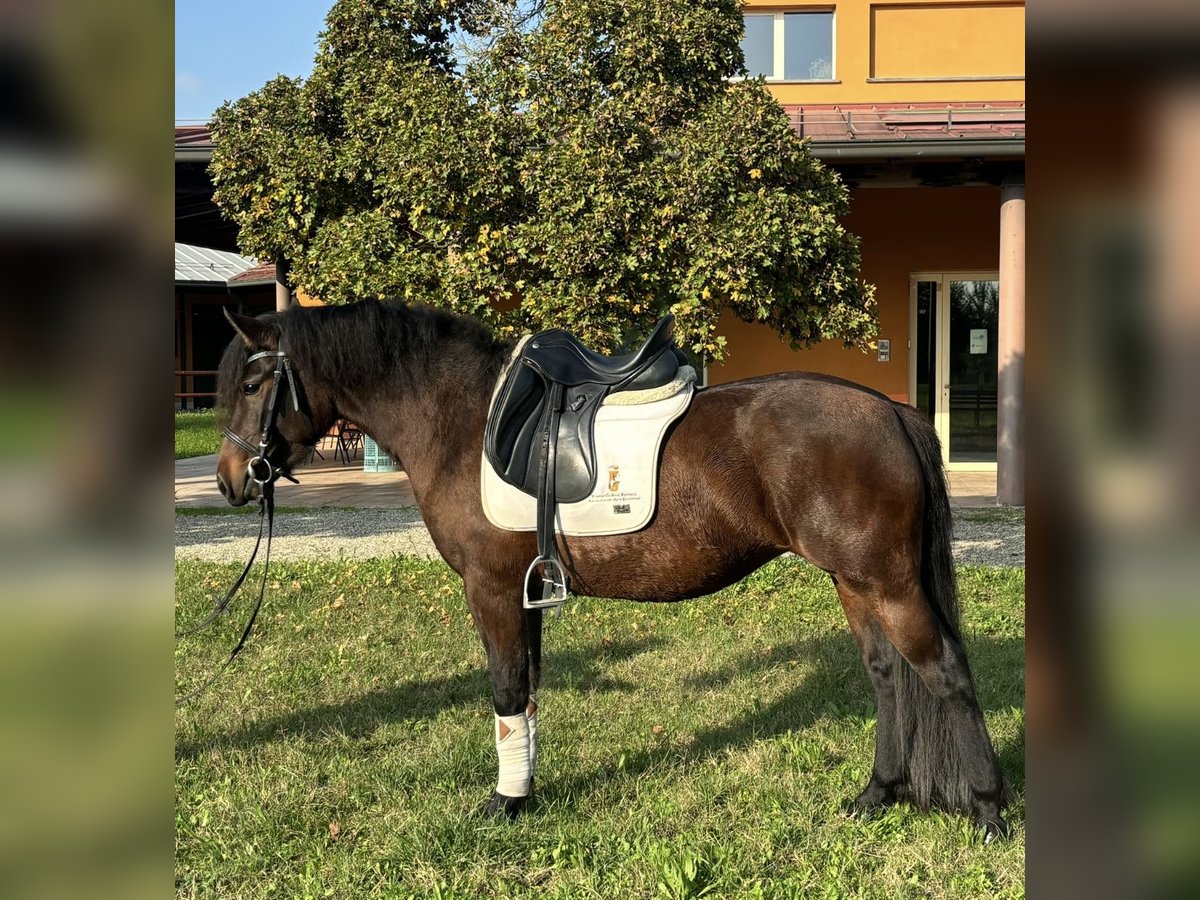 Bardigiano Giumenta 2 Anni 143 cm Baio in Parma