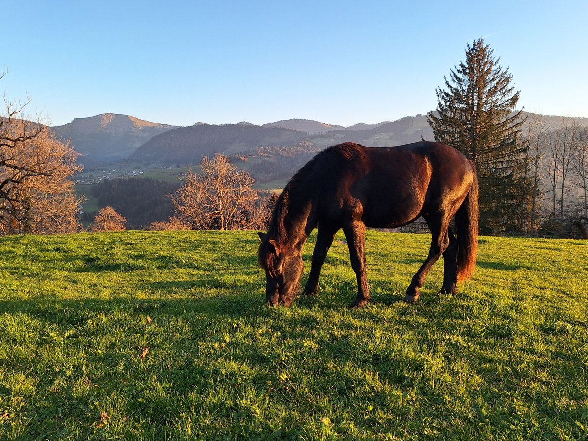 Bardigiano Hengst 1 Jaar 147 cm Zwart in Oberstaufen