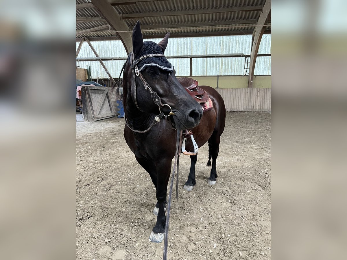 Bardigiano Mare 17 years 13,1 hh in Willstätt