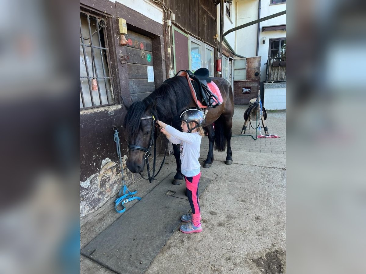 Bardigiano Mare 7 years 14 hh Black in R&#xFC;mmingen