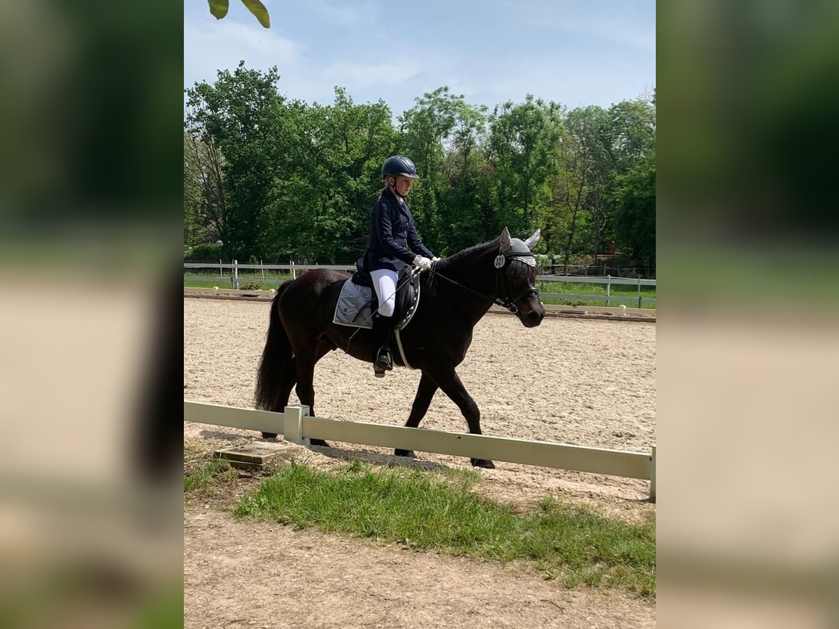 Bardigiano Mare 7 years 14 hh Black in R&#xFC;mmingen