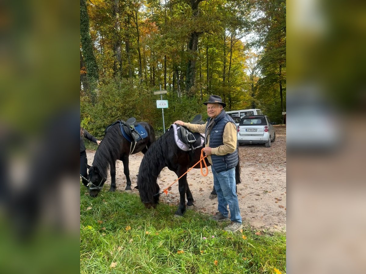 Bardigiano Mare 7 years 14 hh Black in Rümmingen Bardigiano Mare 7 years 14 hh Black in Rümmingen