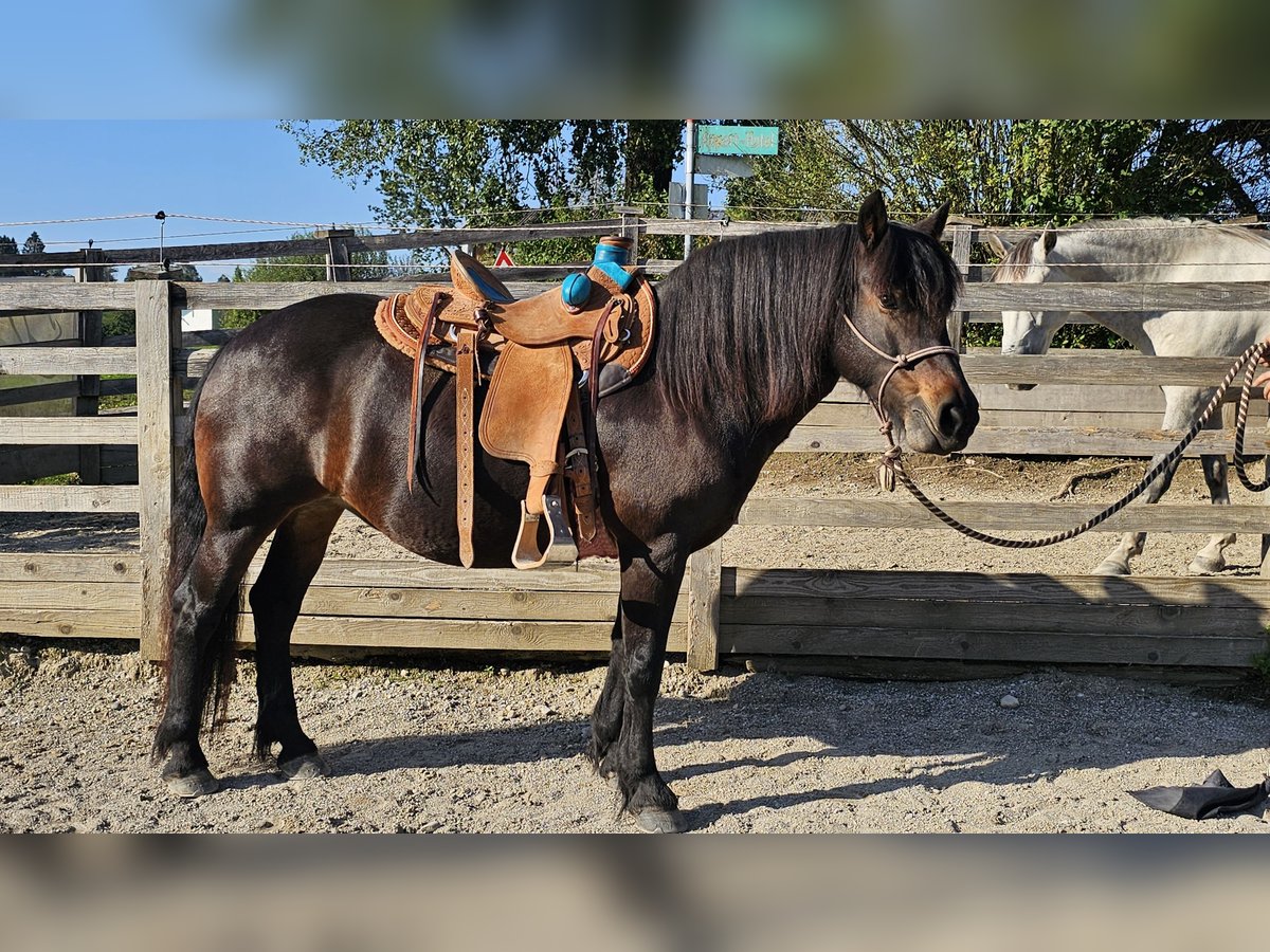 Bardigiano Merrie 12 Jaar 141 cm Donkerbruin in Bad Endorf