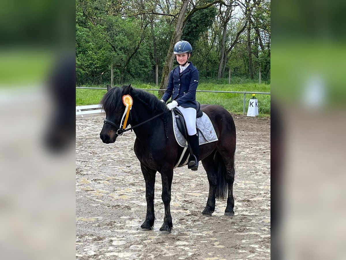 Bardigiano Stute 7 Jahre 143 cm Rappe in R&#xFC;mmingen