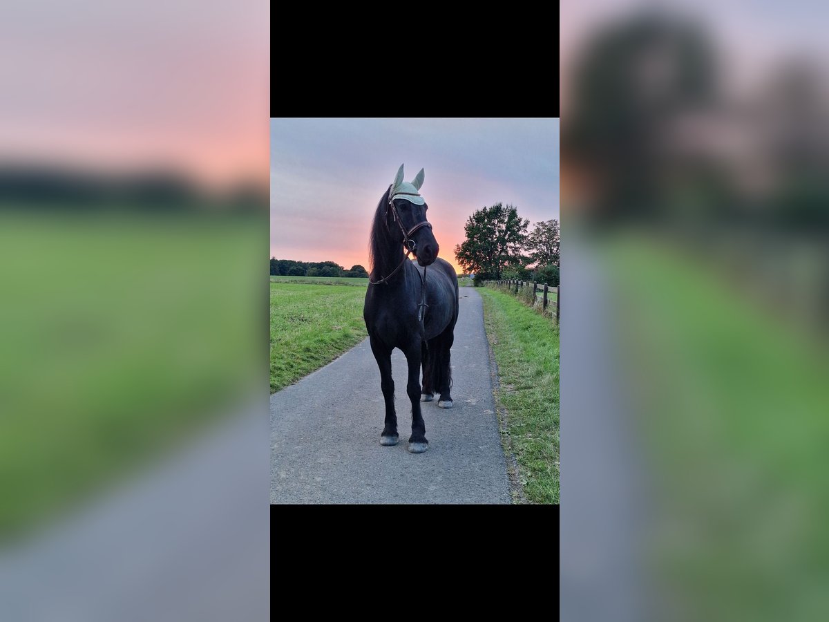 Barocco pinto Castrone 10 Anni 167 cm Baio nero in Söhrewald