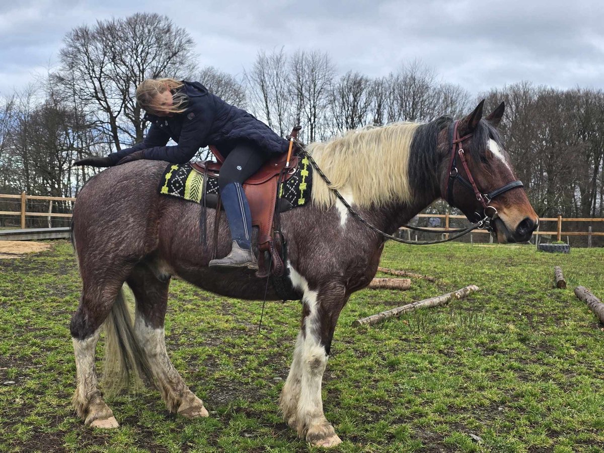 Barocco pinto Castrone 12 Anni 163 cm Pezzato in Linkenbach