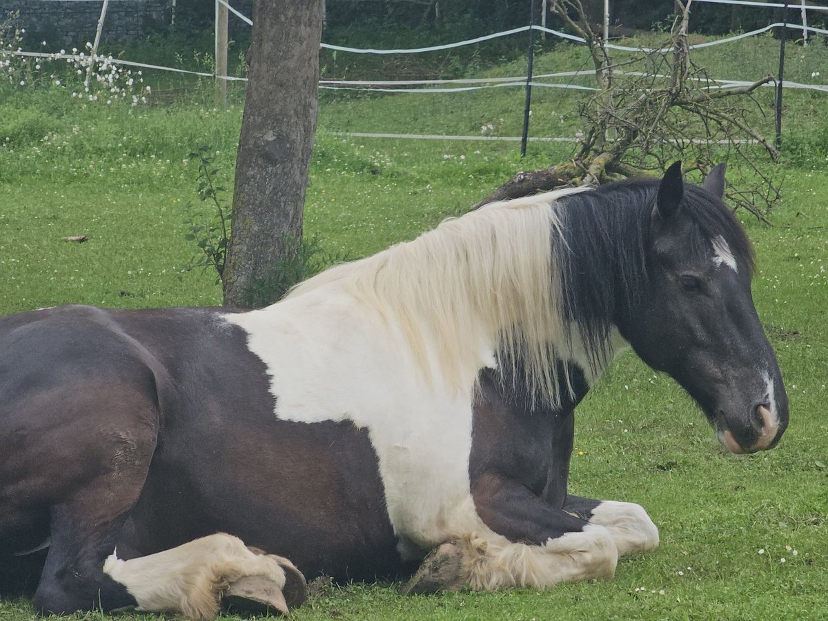 Barocco pinto Castrone 12 Anni in Nörvenich