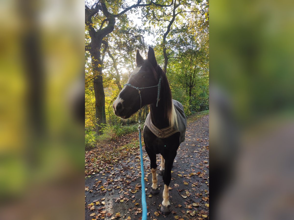 Barocco pinto Castrone 14 Anni 158 cm Pezzato in Radevormwald