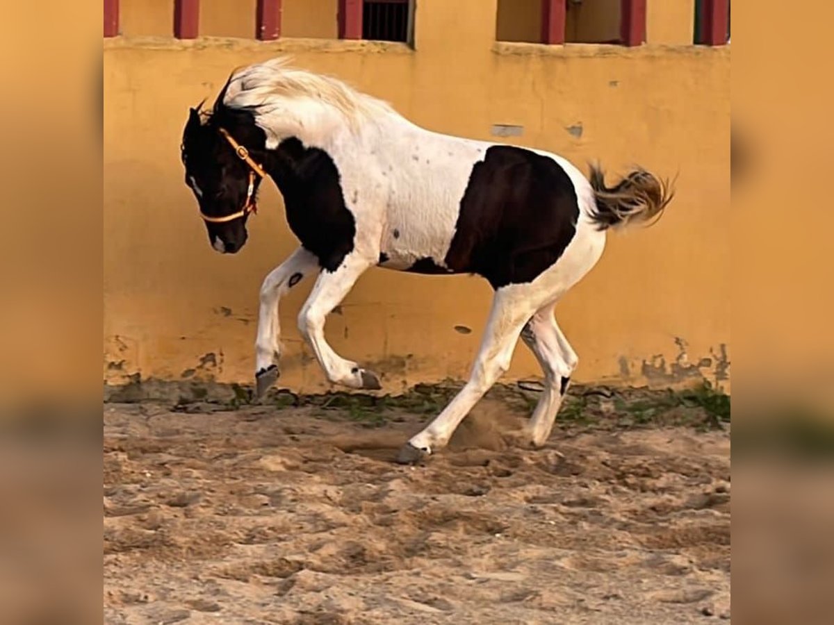 Barocco pinto Castrone 2 Anni 153 cm Pezzato in Chiclana de la Frontera