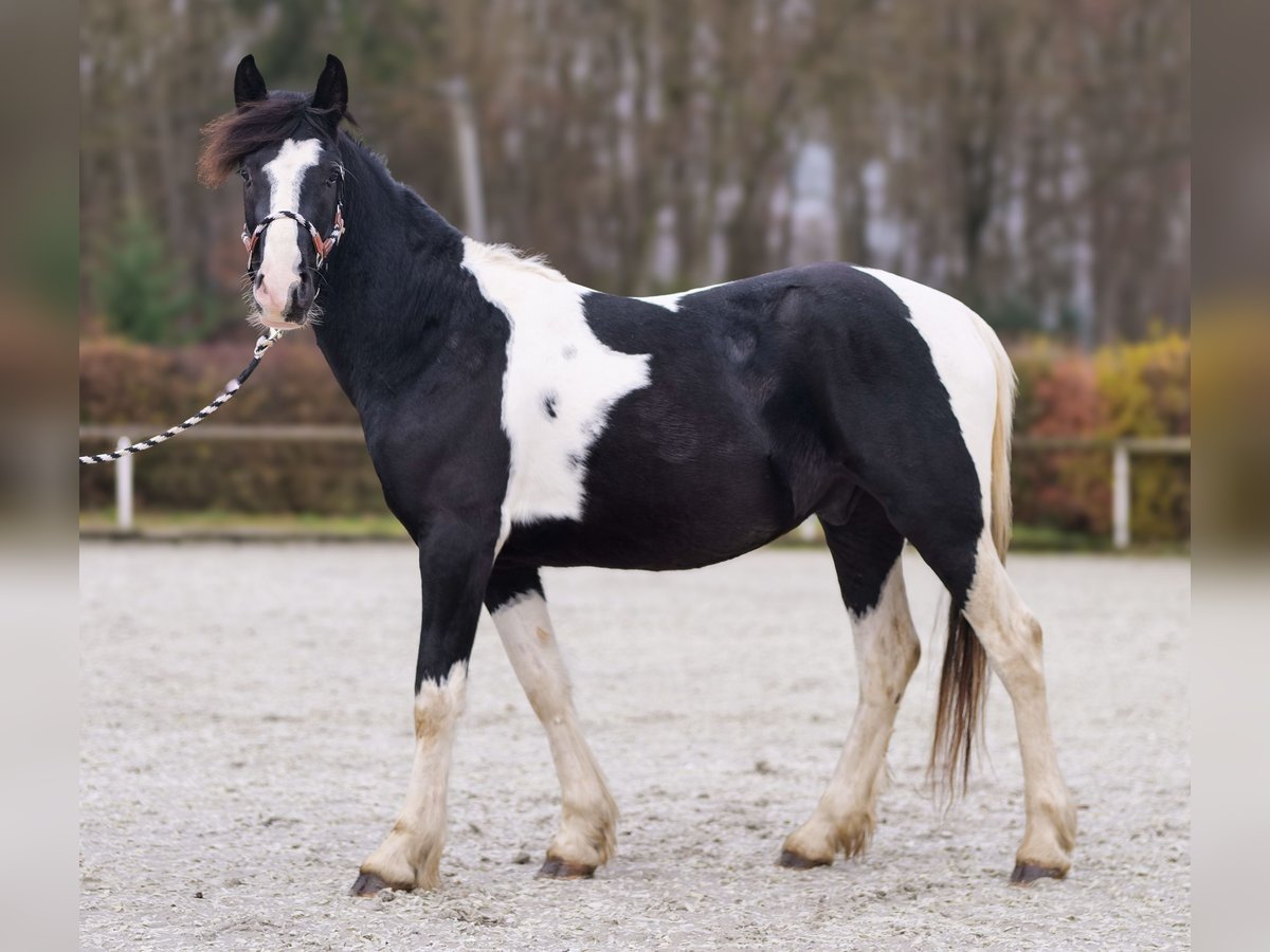 Barocco pinto Castrone 4 Anni 150 cm Pezzato in Neustadt (Wied)