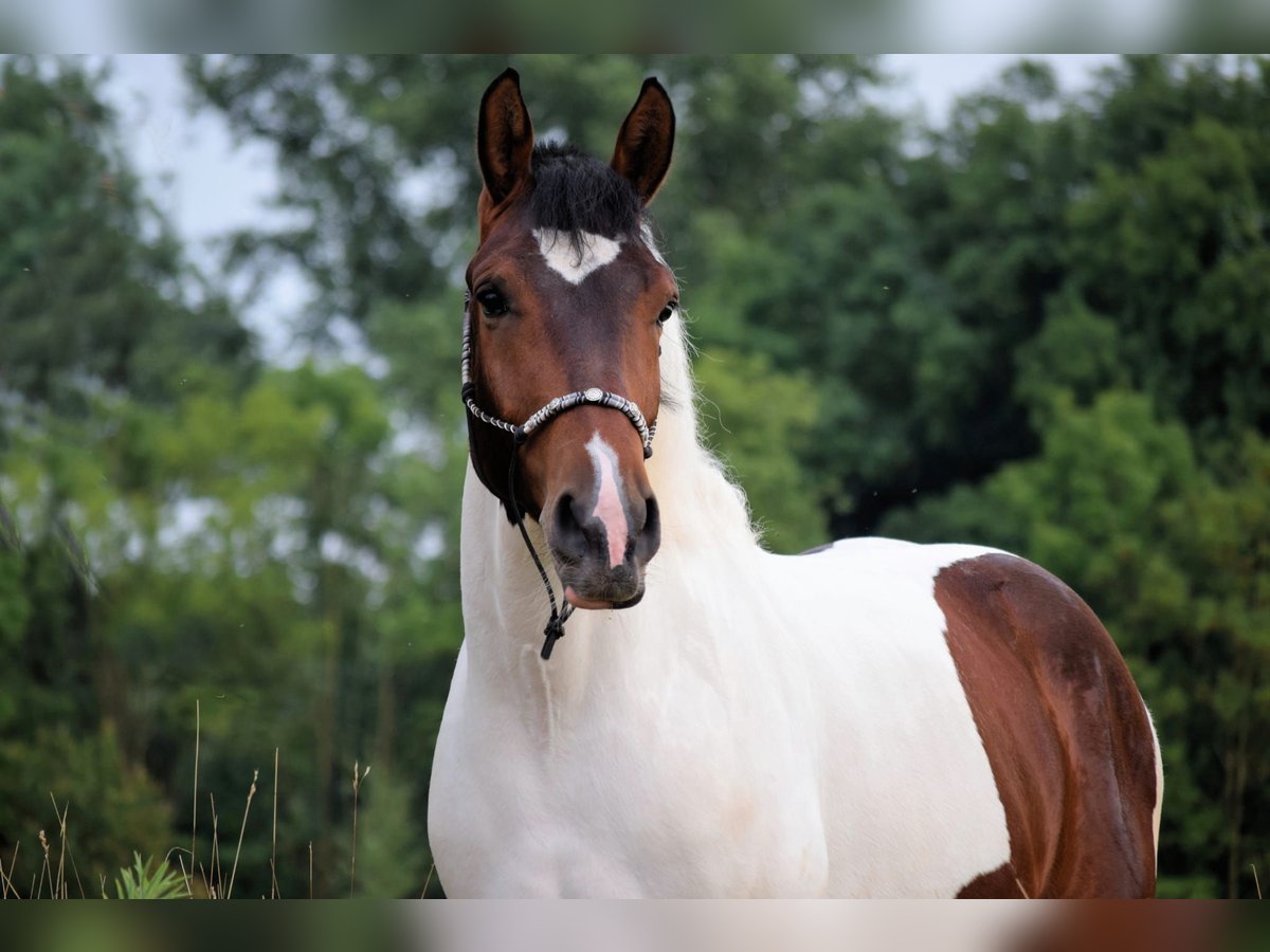 Barocco pinto Castrone 4 Anni 158 cm Pezzato in Stadthagen