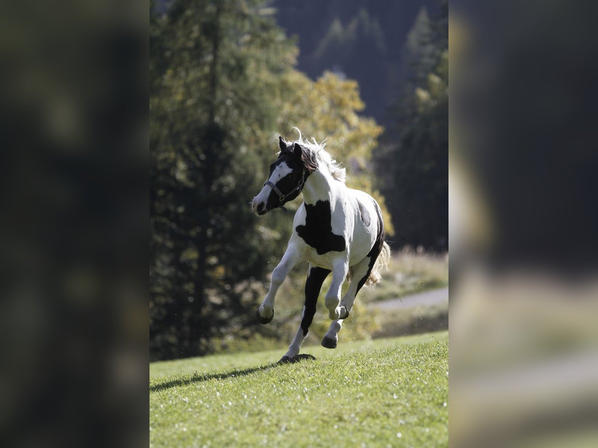 Barocco pinto Castrone 4 Anni 158 cm Pezzato in Bad Kleinkirchheim