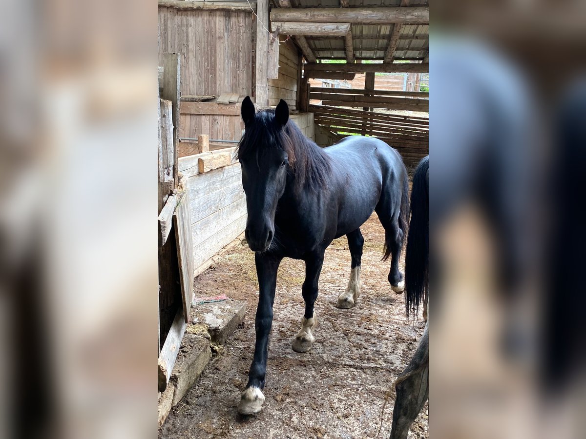 Barocco pinto Castrone 4 Anni 170 cm Pezzato in Bramberg am Wildkogel