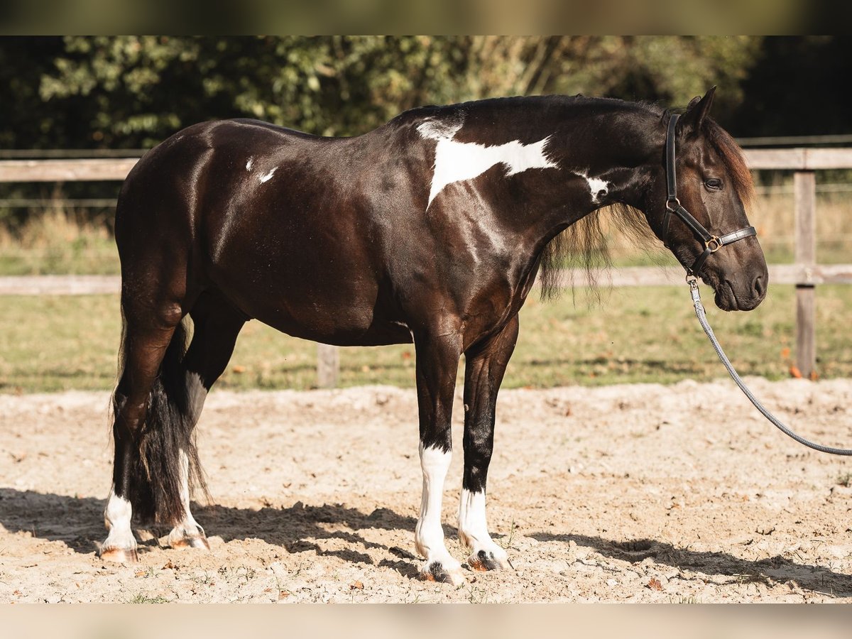 Barocco pinto Castrone 5 Anni 165 cm Pezzato in Rhede