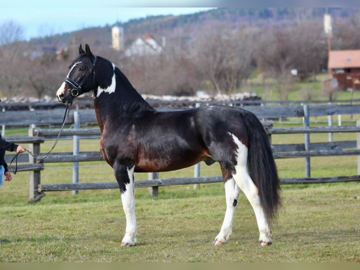 Barocco pinto Castrone 8 Anni 165 cm Pezzato in Rechnitz