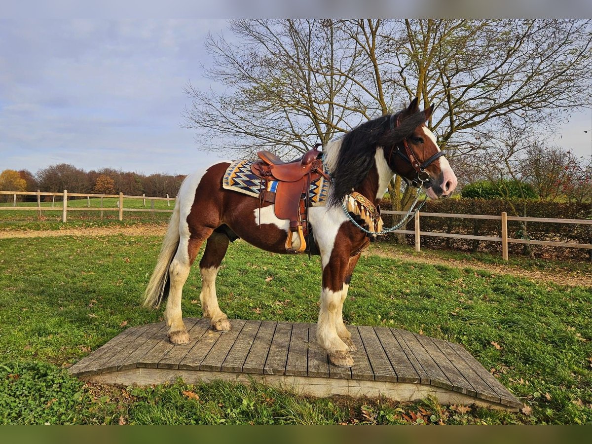 Barocco pinto Castrone 9 Anni 150 cm Pezzato in Linkenbach