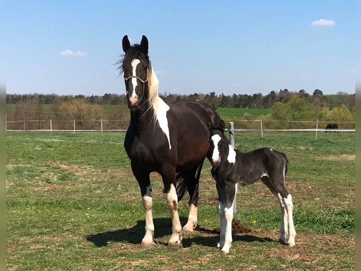 Barocco pinto Giumenta 10 Anni Pezzato in Paide