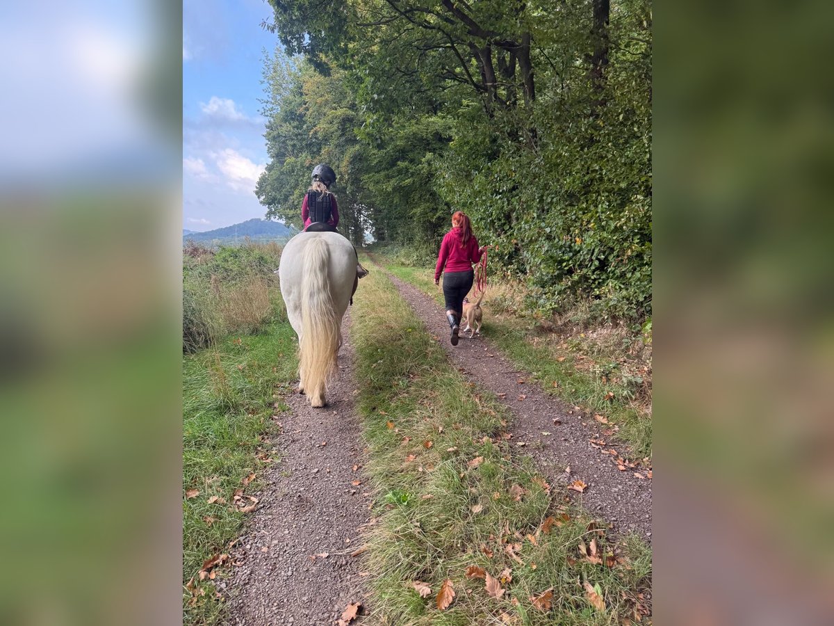 Barocco pinto Giumenta 12 Anni 147 cm Pezzato in Homberg (Efze) Barocco pinto Giumenta 12 Anni 147 cm Pezzato in Homberg (Efze)