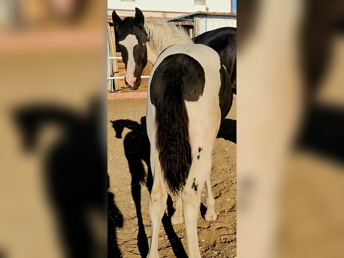 Barocco pinto Giumenta 1 Anno 155 cm Pezzato in Soto, El (Illana)Hontoba