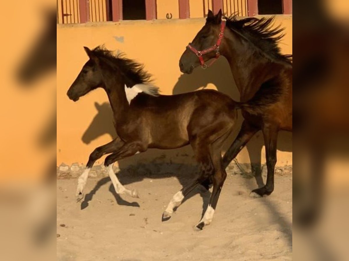 Barocco pinto Giumenta 1 Anno 162 cm in Chiclana de la Frontera