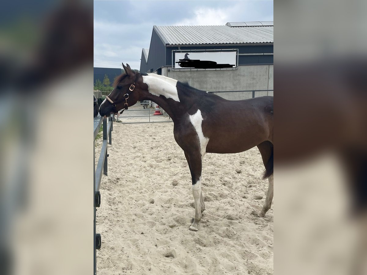 Barocco pinto Mix Giumenta 1 Anno 165 cm Pezzato in Rotterdam